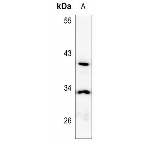NXPH3 Rabbit Polyclonal Antibody