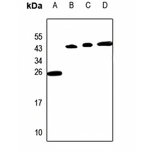 PP15 Rabbit Polyclonal Antibody