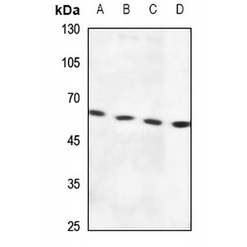 RSAD1 Rabbit Polyclonal Antibody