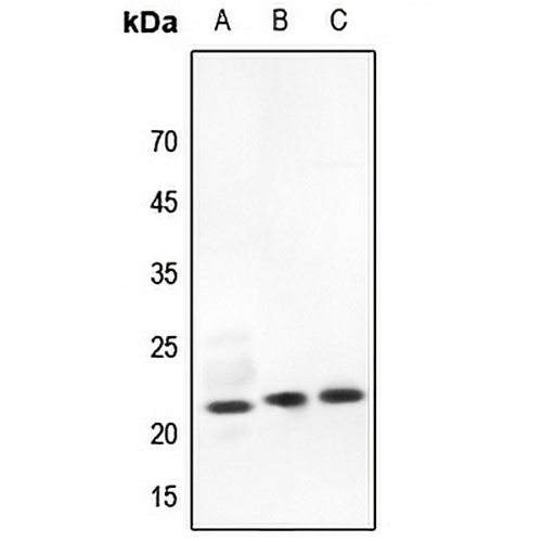RhoG Rabbit Polyclonal Antibody