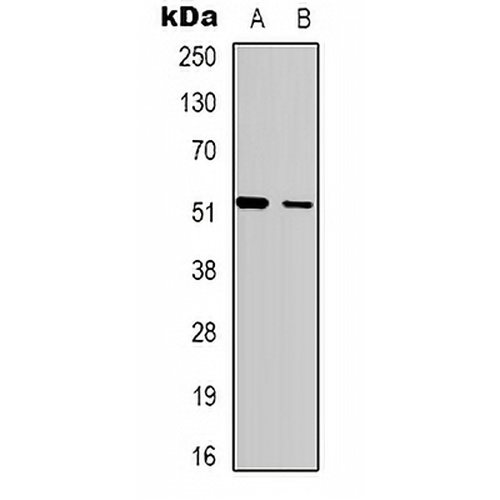 SH2D2A Rabbit Polyclonal Antibody