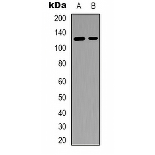 SFRS15 Rabbit Polyclonal Antibody