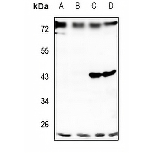 TMBIM4 Rabbit Polyclonal Antibody