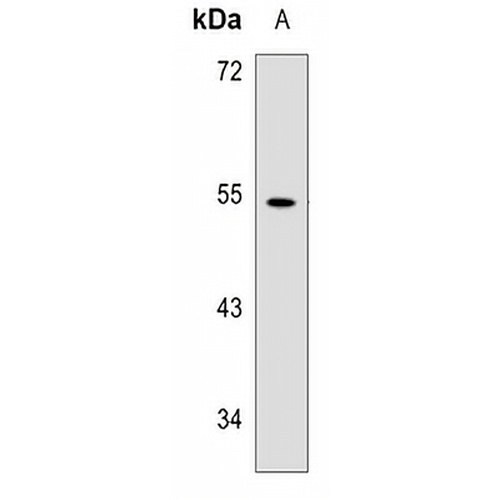 WIPF1 Rabbit Polyclonal Antibody