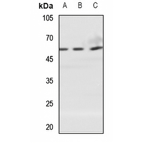 ZNT1 Rabbit Polyclonal Antibody