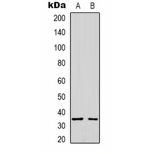 Syntaxin 1A Rabbit Polyclonal Antibody