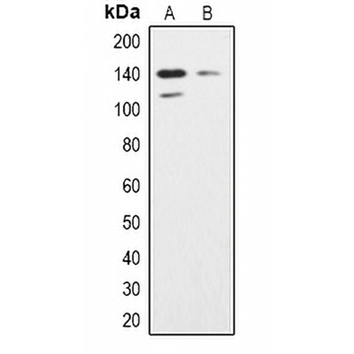 SHIP2 Rabbit Polyclonal Antibody