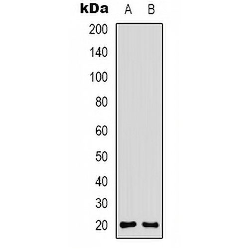 CD3d Rabbit Polyclonal Antibody