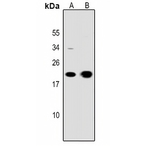 CD3e Rabbit Polyclonal Antibody