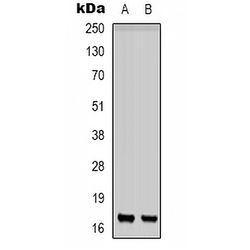 CD225 Rabbit Polyclonal Antibody