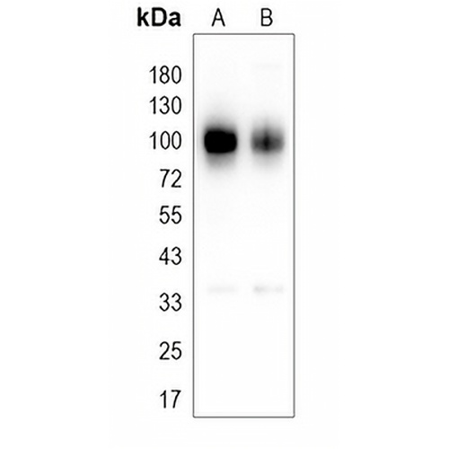 CD276 Rabbit Polyclonal Antibody