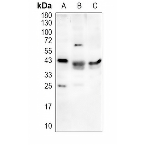 CD300d Rabbit Polyclonal Antibody