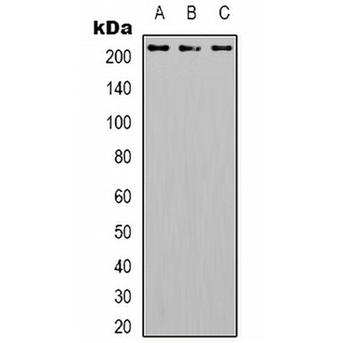 CD104 (Phospho-Y1510) Rabbit Polyclonal Antibody