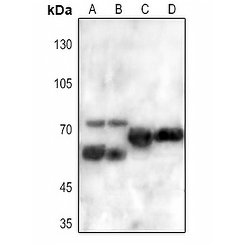 FRS2 Rabbit Polyclonal Antibody