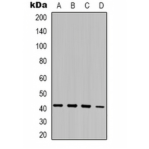 MRG15 Rabbit Polyclonal Antibody