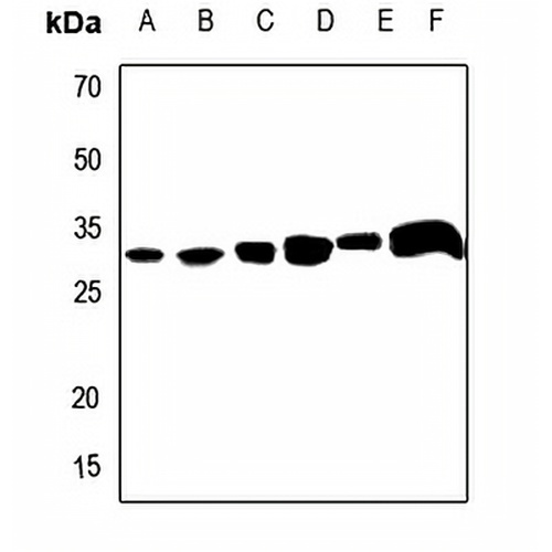 Apolipoprotein O-Like Rabbit Polyclonal Antibody