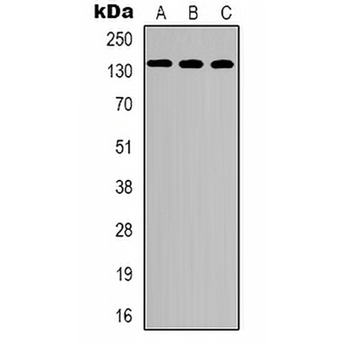 CEP135 Rabbit Polyclonal Antibody