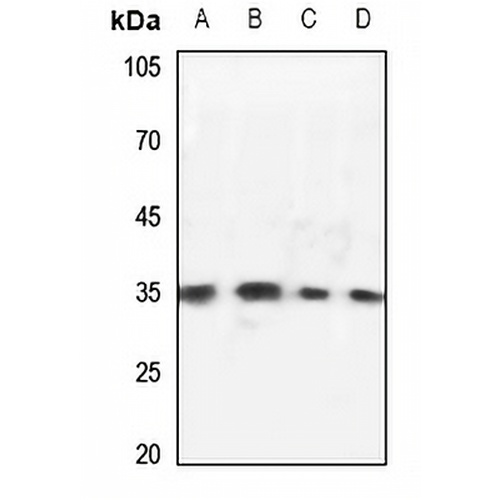 OTUB1 Rabbit Polyclonal Antibody