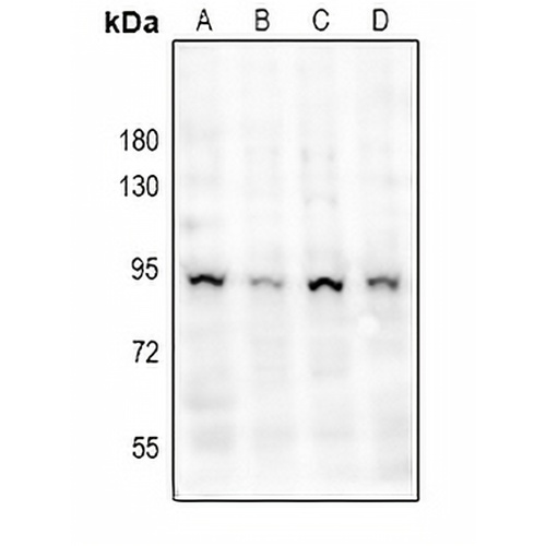 gp91 phox Rabbit Polyclonal Antibody