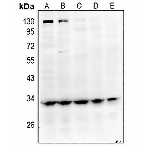 GPR40 Rabbit Polyclonal Antibody