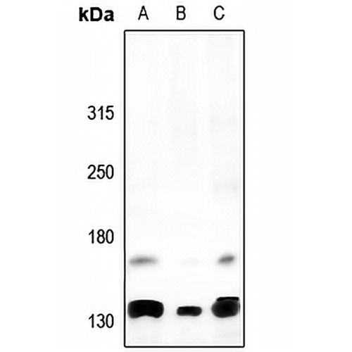 Alpha Fodrin Rabbit Polyclonal Antibody