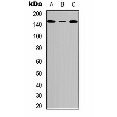 Tensin 2 (Phospho-Y483) Rabbit Polyclonal Antibody