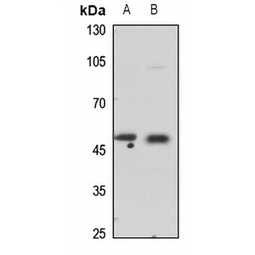 COX10 Rabbit Polyclonal Antibody