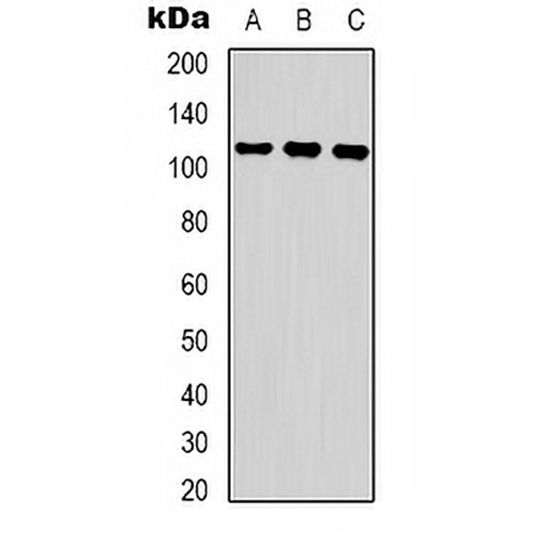 COP1 (Phospho-S387) Rabbit Polyclonal Antibody