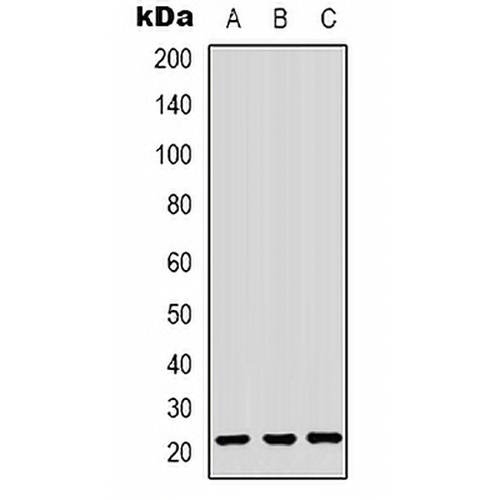 HP1 gamma Rabbit Polyclonal Antibody