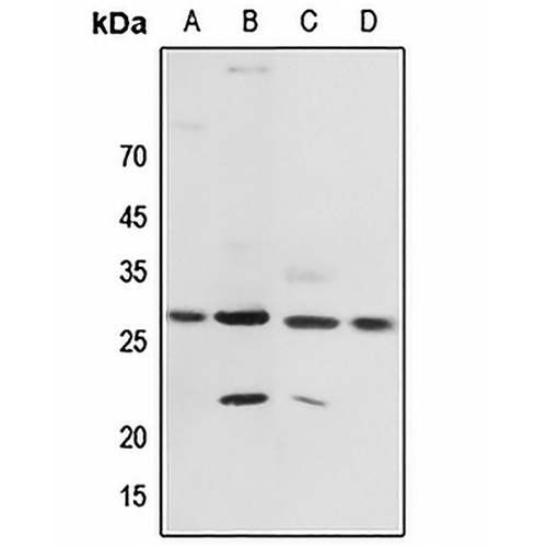 14-3-3 zeta (Phospho-T232) Rabbit Polyclonal Antibody