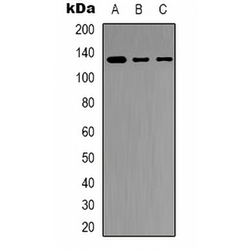 JAK2 Rabbit Polyclonal Antibody