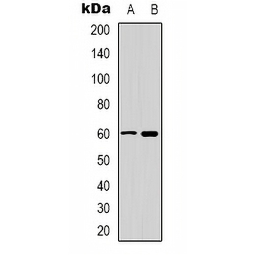 CaMK4 Rabbit Polyclonal Antibody