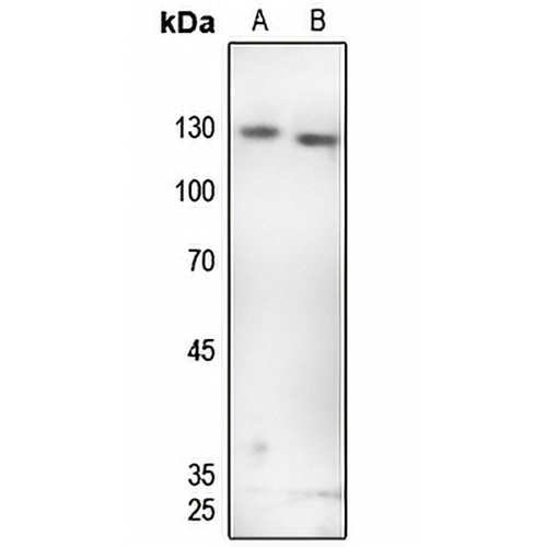 GKAP Rabbit Polyclonal Antibody