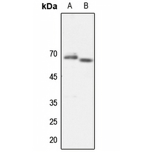 TAF5L Rabbit Polyclonal Antibody