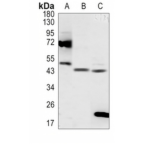 ZNF24 Rabbit Polyclonal Antibody