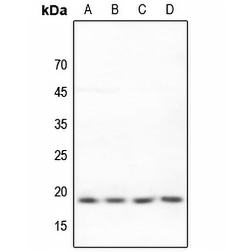 BUD31 Rabbit Polyclonal Antibody
