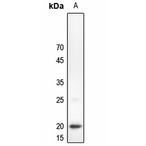 C/EBP gamma Rabbit Polyclonal Antibody