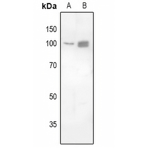 FOXK1 Rabbit Polyclonal Antibody