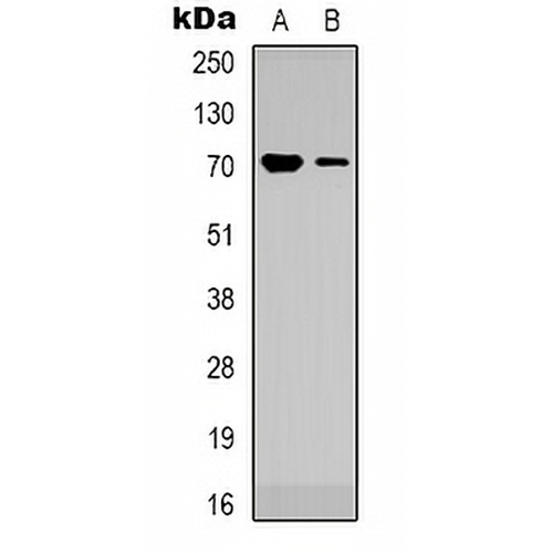 TRIM25 Rabbit Polyclonal Antibody