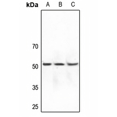 DOK7 Rabbit Polyclonal Antibody