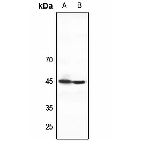 ZNF785 Rabbit Polyclonal Antibody