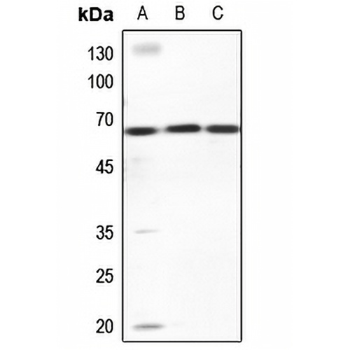 ZNF668 Rabbit Polyclonal Antibody
