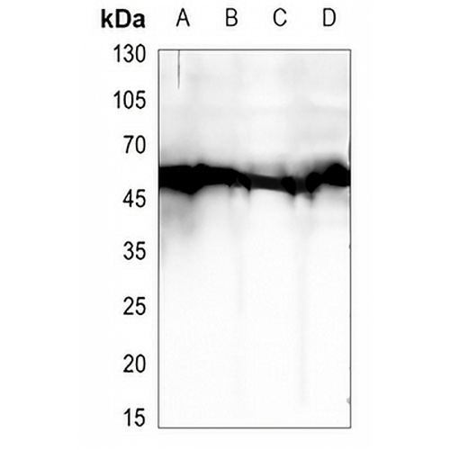 BEGAIN Rabbit Polyclonal Antibody