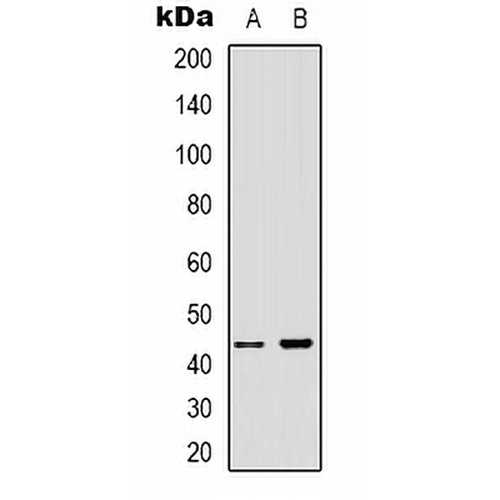 ARMCX3 Rabbit Polyclonal Antibody