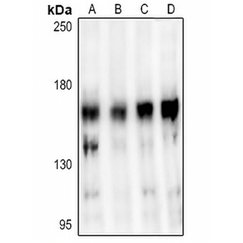 STAG3 Rabbit Polyclonal Antibody