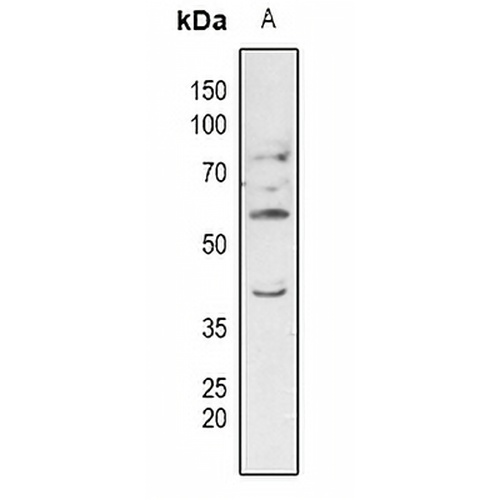 ERGIC3 Rabbit Polyclonal Antibody