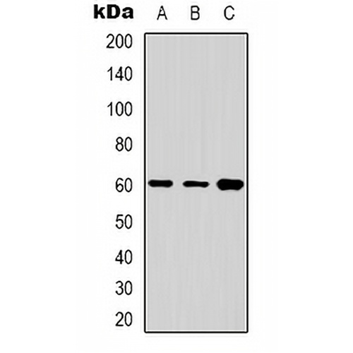 Cytochrome P450 24A1 Rabbit Polyclonal Antibody
