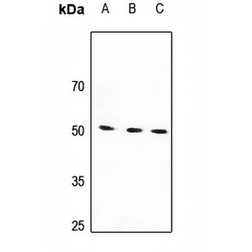 Beta-1 Adrenergic Receptor Rabbit Polyclonal Antibody
