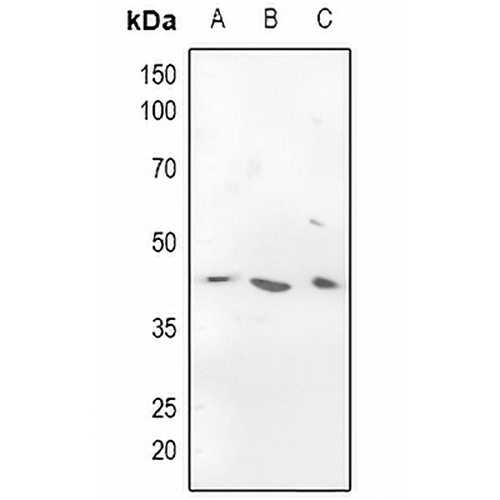CADM3 Rabbit Polyclonal Antibody
