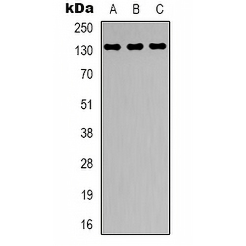 CARD11 Rabbit Polyclonal Antibody